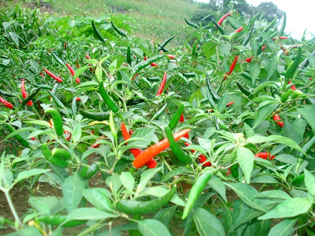 Gieo hạt ớt cần đảm bảo kỹ thuật chuẩn để tỷ lệ nảy mầm cao