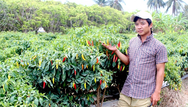 Dinh dưỡng cho cây ớt trong từng giai đoạn khác nhau