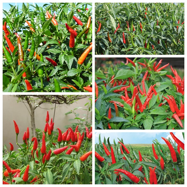 Hướng dẫn kỹ thuật trồng ớt chỉ thiên đạt tiêu chuẩn xuất khẩu