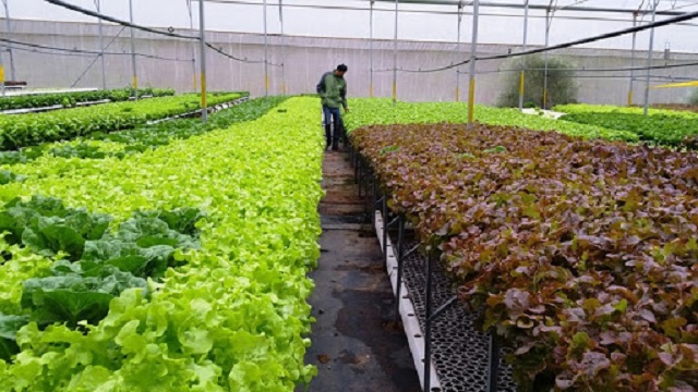 Trồng rau thủy canh cần có một số điều kiện tiêu chuẩn nhất định