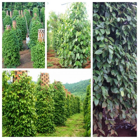 Tìm hiểu kỹ thuật trồng tiêu công nghệ cao ở nước ta