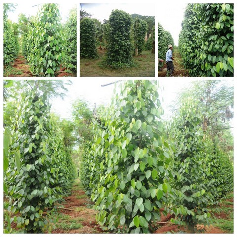 Hồ tiêu là cây thân leo, bám trụ để sinh trưởng và phát triển