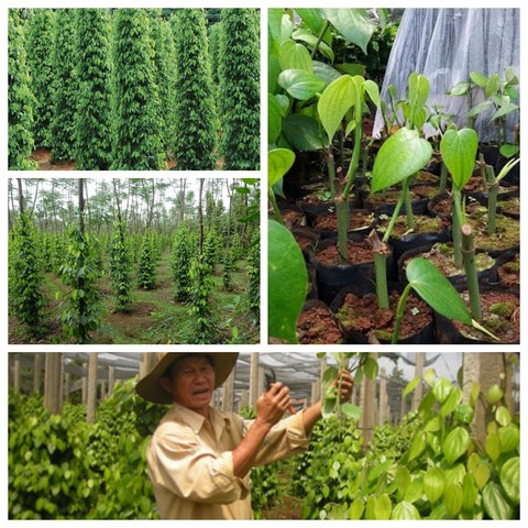 Ứng dụng công nghệ cao trong tưới tiêu và chăm sóc giúp tăng sản lượng thu hoạch