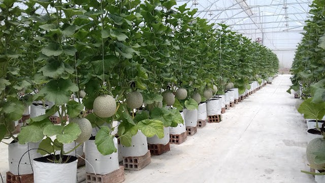 Làm giàu từ nông nghiệp công nghệ cao – Tưởng khó mà lại dễ