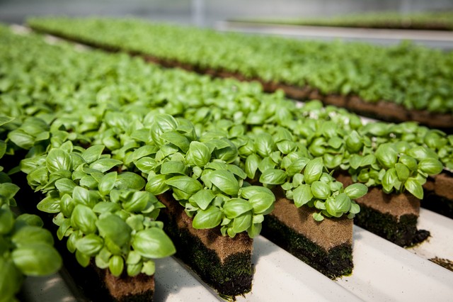 Muốn làm giàu từ nông nghiệp công nghệ cao cần biết ứng dụng đúng cách và kết hợp giữa các mô hình