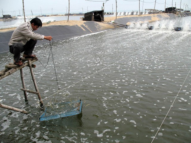 Mô hình nuôi thủy sản “sông trong ao” cao mang đến lợi nhuận cao