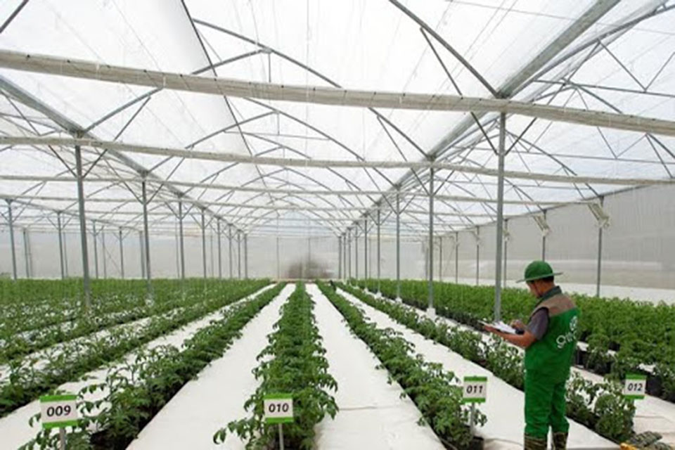 nền nông gnhiệp không dùng đất