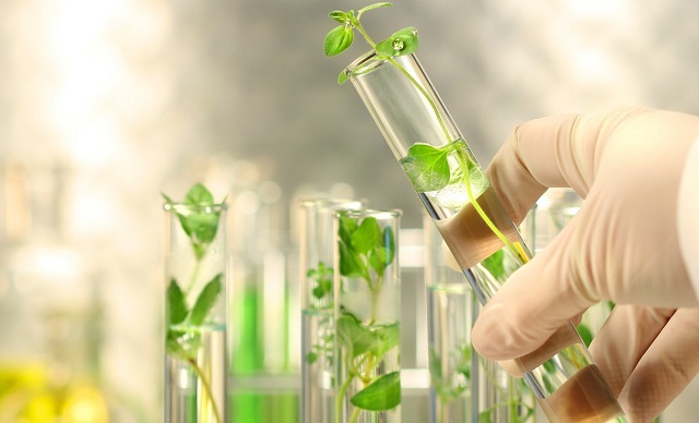 Nông nghiệp công nghệ cao được ứng dụng trong nuôi cấy mô thực vật In Vitro