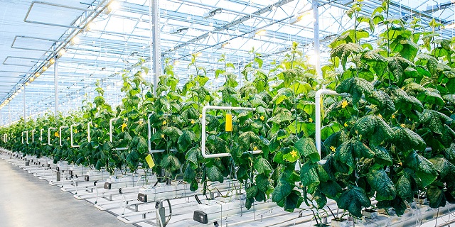 Nông nghiệp công nghệ cao giúp nâng cao hiệu quả kinh tế