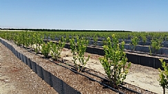 nền nông nghiệp không dùng đất