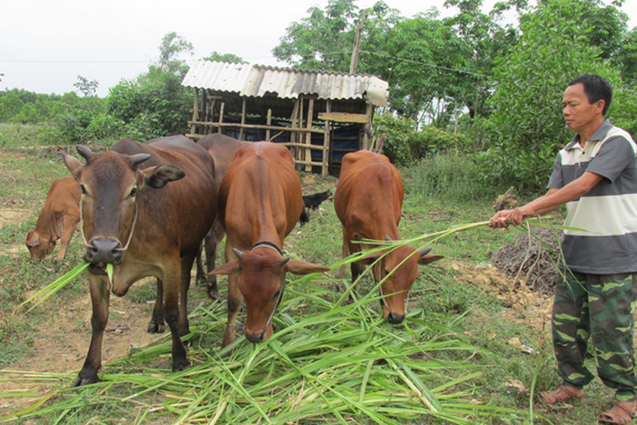 chăn nuôi bò hướng thịt