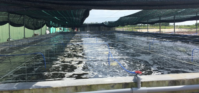 Cần chuẩn bị bể cá xi măng và hệ thống lọc nước trước khi thả cá giống