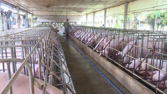 Tại sao mô hình nuôi heo công nghệ cao ngày càng được quan tâm?