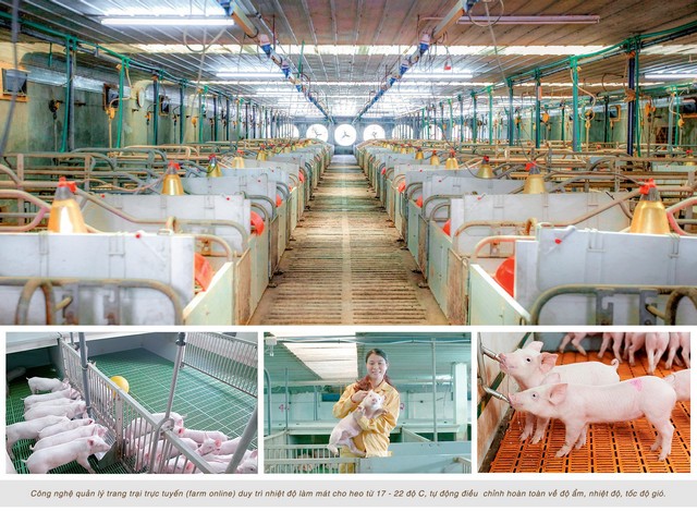 Mô hình trang trại nuôi heo công nghệ cao của công ty tại Nghệ An