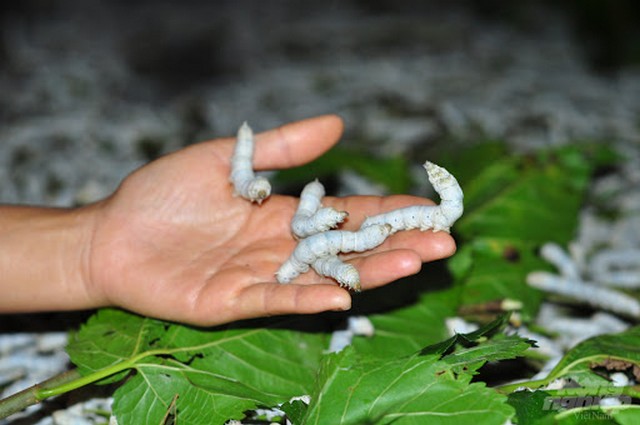 Nuôi tằm công nghệ cao – Hướng đi mới cho nông dân Việt