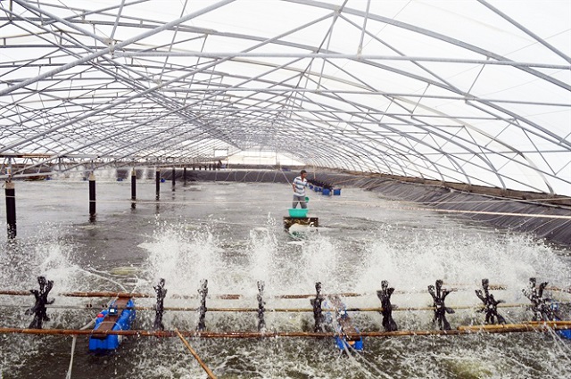 Lợi nhuận “khủng” khi ứng dụng mô hình nuôi tôm công nghệ cao