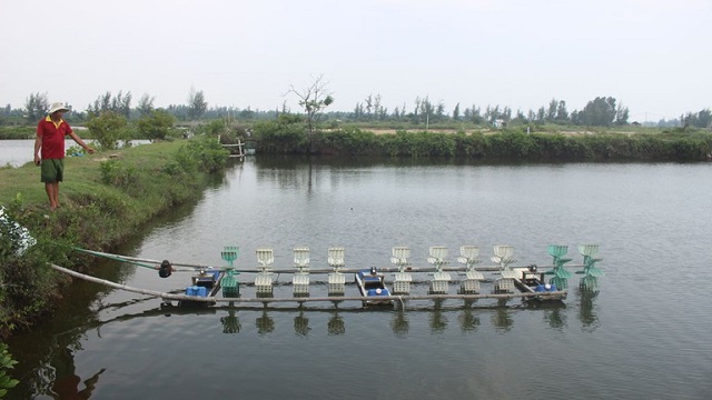 Nuôi tôm theo phương pháp cũ tồn tại nhiều rủi ro