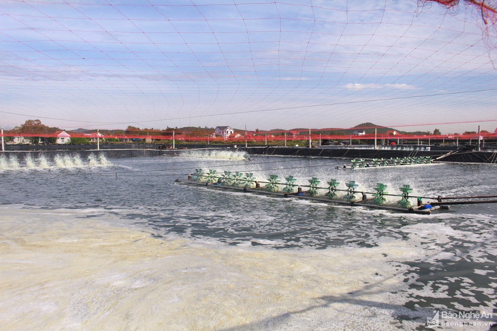 chống nóng cho tôm