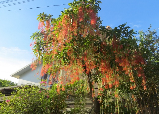 Hoa lộc vừng mọc thành chùm và rũ xuống đất