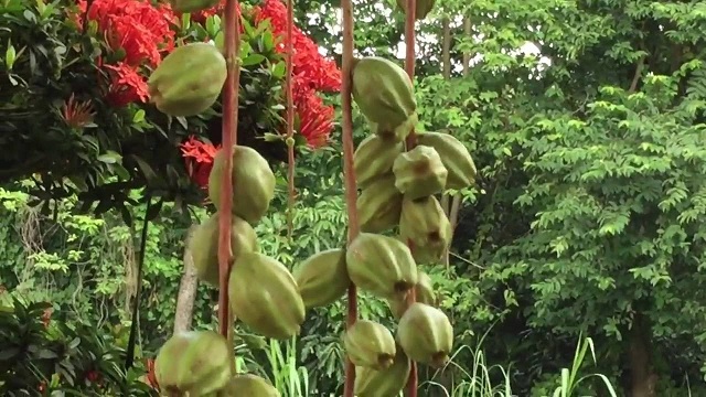 Bật mí cách phân biệt cây lộc vừng không phải ai cũng biết