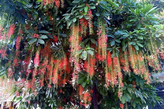 Cây lộc vừng có nhiều loại khác nhau