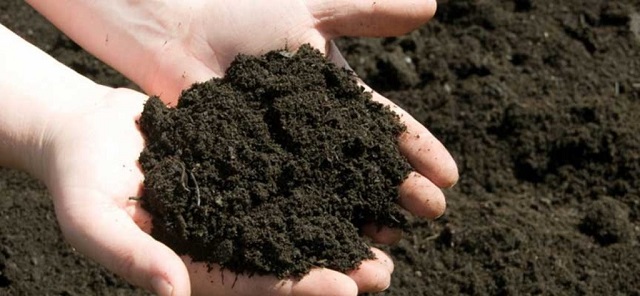 Phân hữu cơ cung cấp chất dinh dưỡng cho cây trồng trong thời gian dài