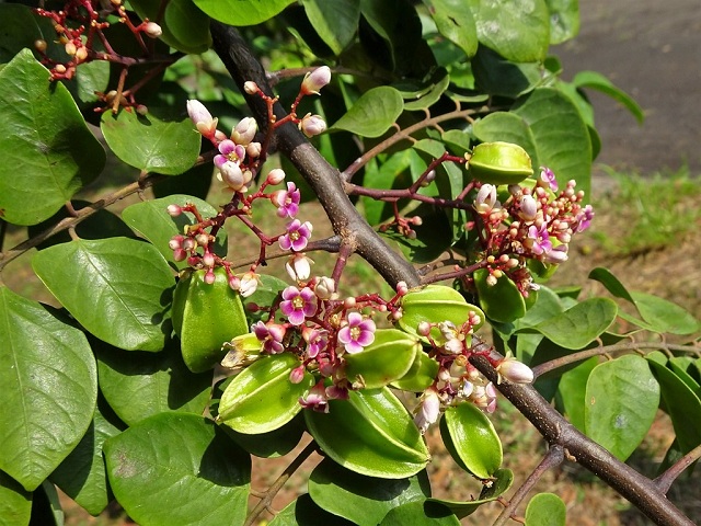 Bộ phận nào của cây khế cũng có thể chữa bệnh