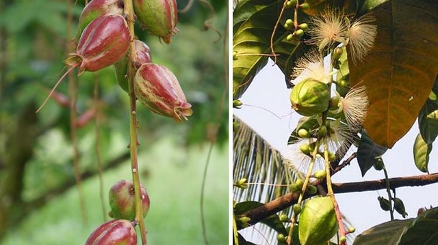 Những tác dụng của cây lộc vừng mà bạn chưa biết