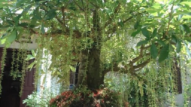 Cây lộc vừng còn mang đến nhiều ý nghĩa tốt lành, vận mệnh may mắn nếu được đặt ở vị trí đúng theo phong thủy