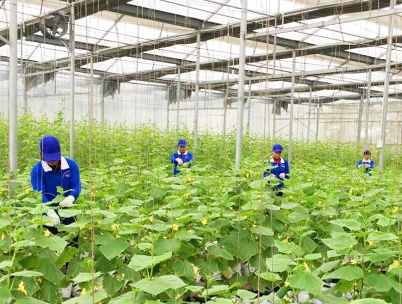 tái cơ cấu ngành nông nghiệp