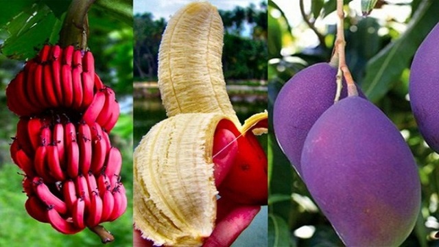 Công nghệ gen góp phần làm cải thiện hình thức, chất lượng và sản lượng cây trồng