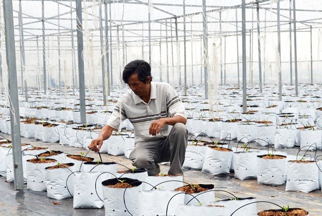 giá thể trồng cây trong mô hình nhà màng