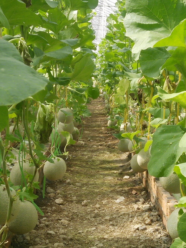 Bạn cần lưu ý đến chế độ tưới nước cho dưa lưới để cây phát triển tốt