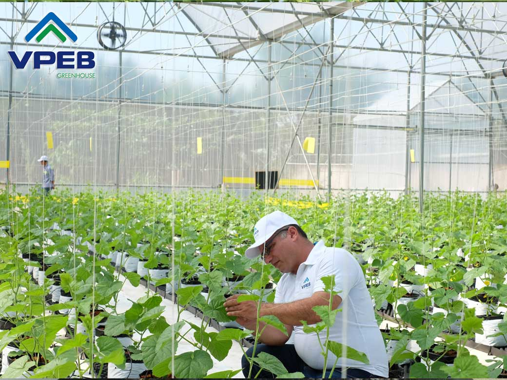 Trồng dưa lưới trong nhà kính tại VPEB GREENHOUSE