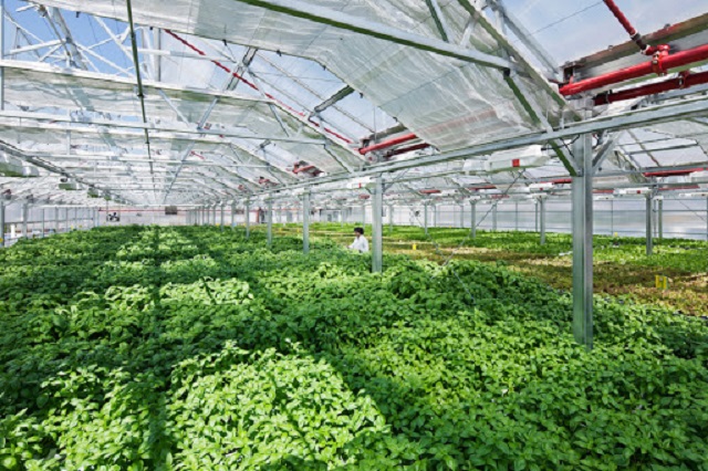 Người quyết định thực hiện trồng rau theo công nghệ Israel cần chuẩn bị sẵn một số vốn