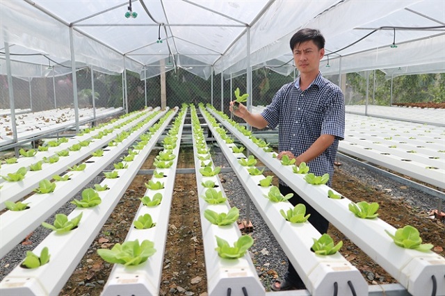 Vườn rau thủy canh thường sẽ được trồng trong nhà kính, nhà màng