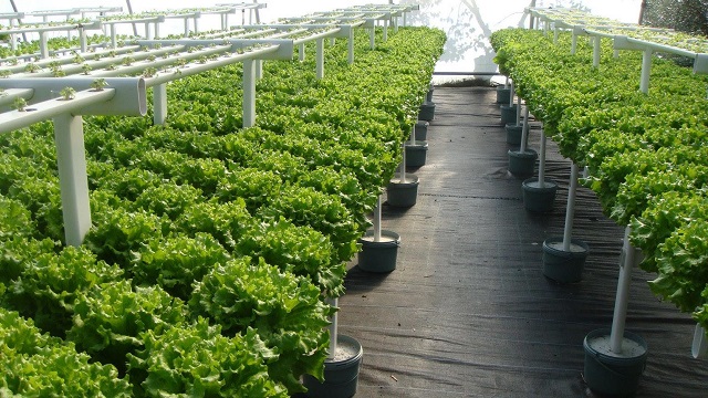 Khi trồng rau thủy canh cần chú ý đến những yếu tố nhất định như: Môi trường, điều kiện khí hậu, nước và cách chăm sóc