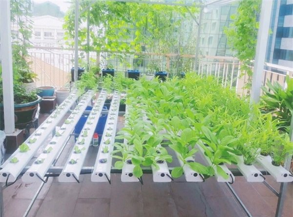trồng rau thủy canh tại nhà