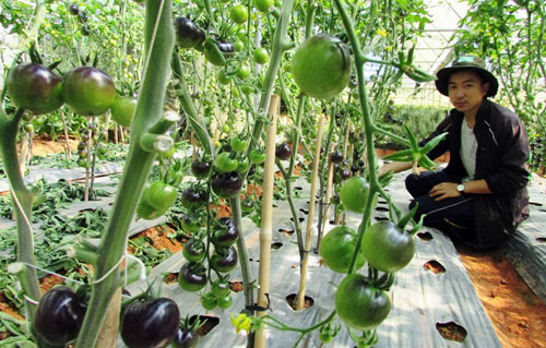 trồng cà chua bằng giá thể trong nhà kính