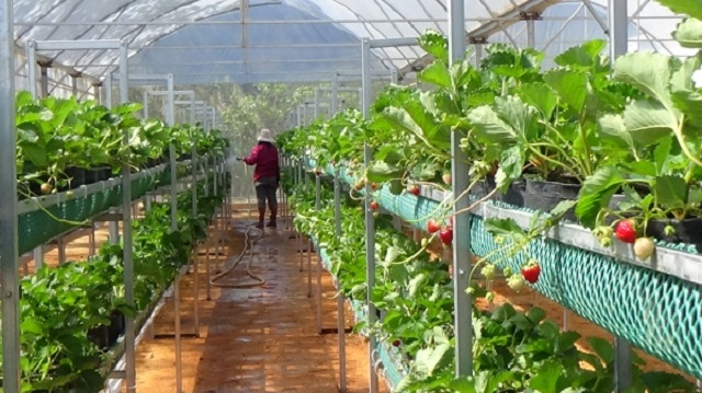 Nhân công làm trong vườn dâu tây công nghệ cao cần được trang bị kỹ năng cần thiết