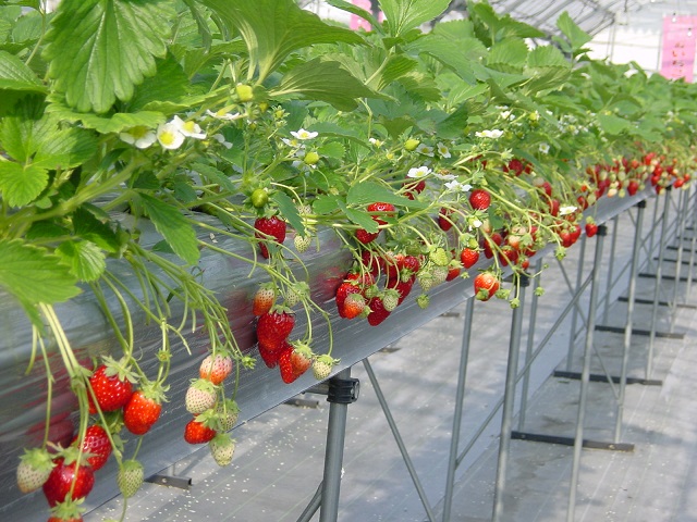 Trước khi tiến hành trồng dâu tây công nghệ cao cần quan tâm đến nhiều yếu tố