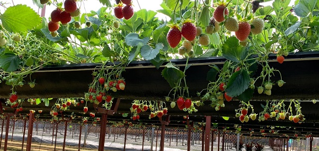 Tìm hiểu về vườn dâu tây công nghệ cao mang lại lợi nhuận lớn