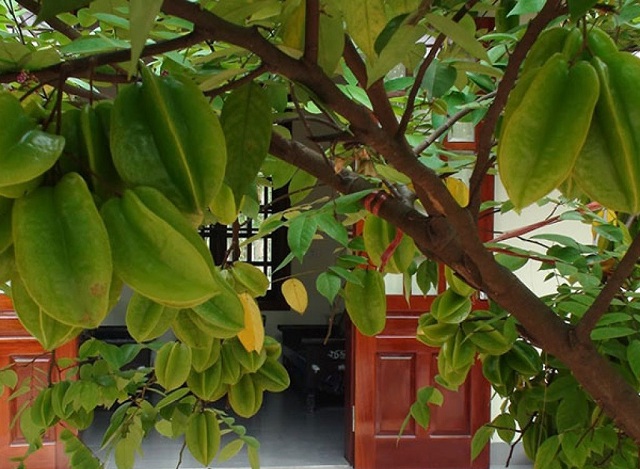 Cây khế cần được chăm sóc cẩn thận thì mới cho năng suất cao