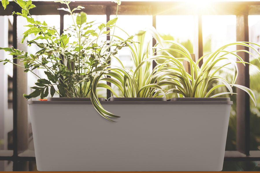 Ưu nhược điểm và những lưu ý khi sử dụng chậu tự tưới