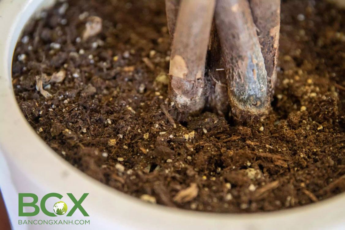 Đất trộn hữu cơ trồng cây nội thất và cây trồng trong chậu