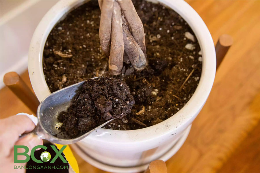 Cải tạo đất trồng cây trong chậu, cây nội thất