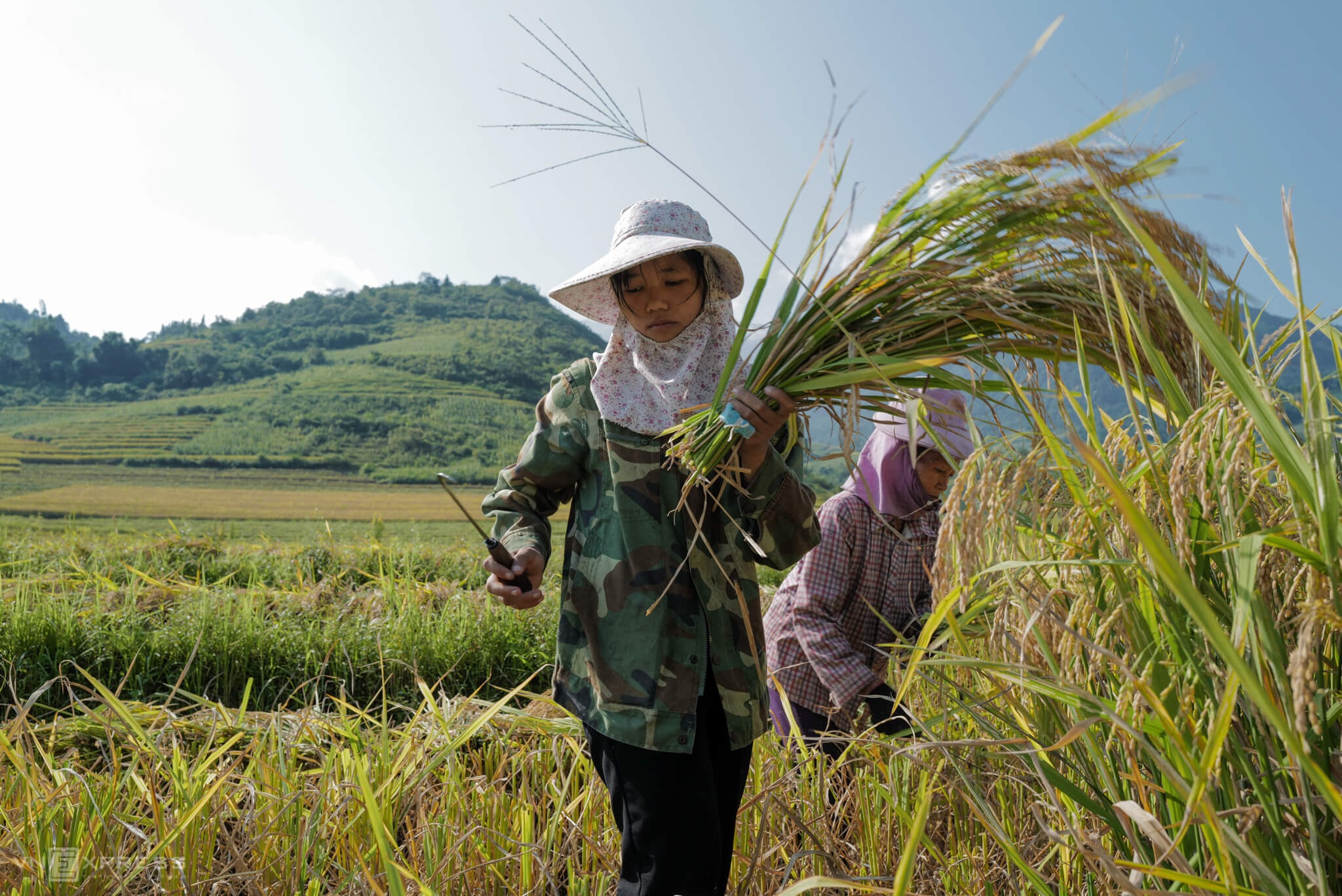 Mùa gặt vùng cao 3