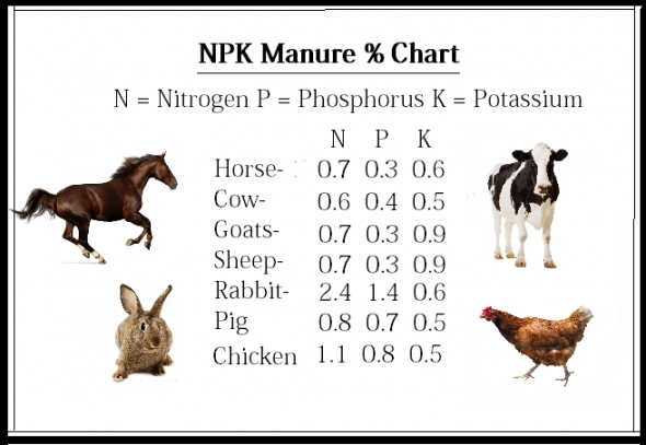 Phân Gà Và Phân dê, nên chọn loại nào?