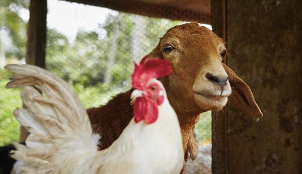 Phân gà và phân dê