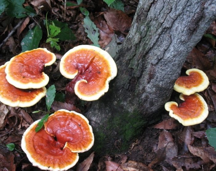 công dụng nấm linh chi